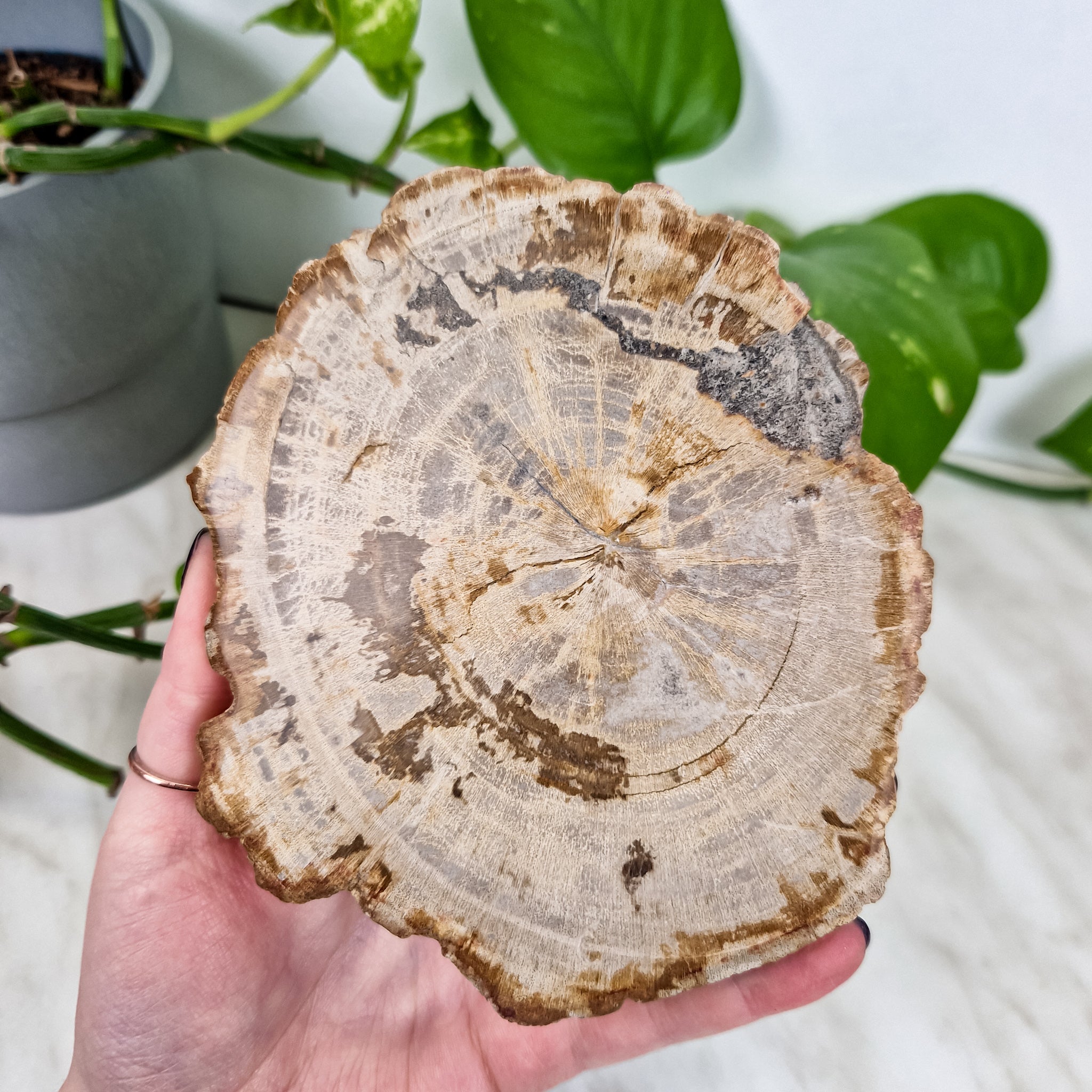 Petrified wood